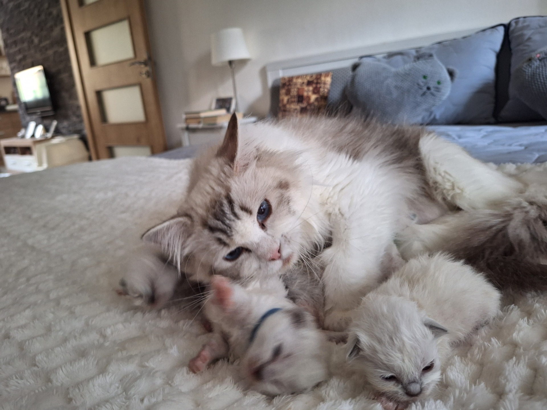 Ultraviolet s koťátky